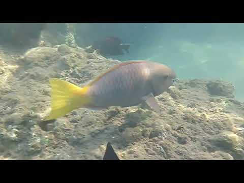 Sharm el Sheikh Ghazala Beach 2025 fishes