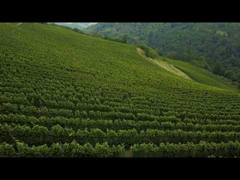 VIGNETI BOSSOLASCO - CONTRATTO