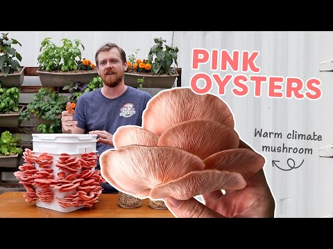 Pink Oyster Mushrooms: the ultimate beginner’s mushroom!