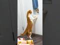 funny cats 😂 episode 276 #shorts