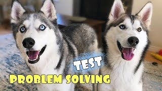 Problem Solving Test – Siberian Husky Male VS Female