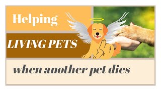 How to Help a Surviving Pet or Dog When 1 Pet Dies by the LITTLE DOG RETREAT