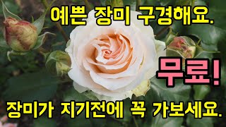 무료로 예쁜 장미를 볼 수 있는 곳 소개(대전 근교 주목!)