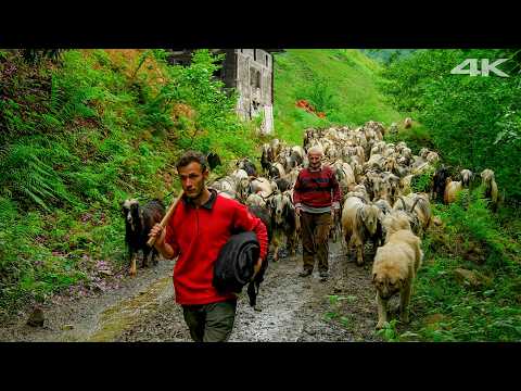 Goats of the Green Valley – A Grandfather’s Legacy | Documentary Film