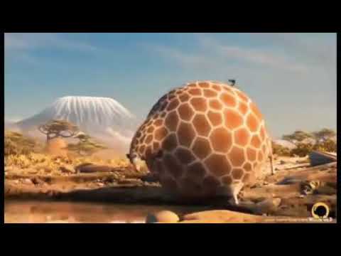 komik şişman hayvanlar 😁😄