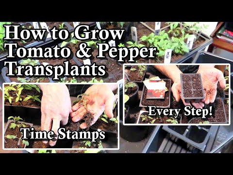 , title : 'Grow More Food! A Complete Guide to Growing Tomato & Pepper Transplants: Skip Around -Time Stamps!'