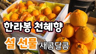 고당도 천혜향.한라봉! 설 선물용 새콤달콤 지금 예약