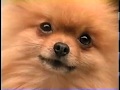 Pedigree Dog Food 2000s Commercial 2004