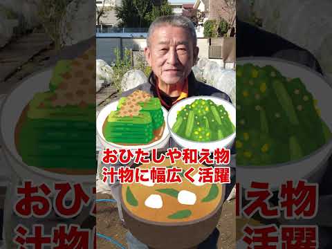 園芸 冬の家庭菜園では何をすればよいでしょうか?