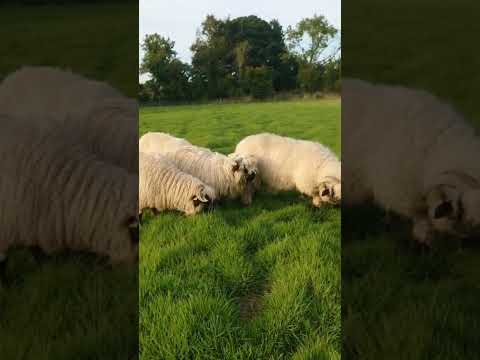 4 Valais Blacknose breeding Ewe's 1 lamb for sale - Image 2