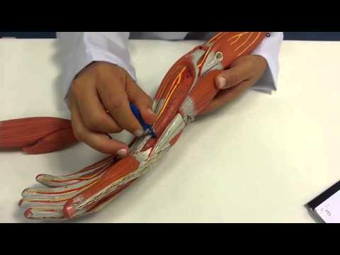 Músculos do Antebraço