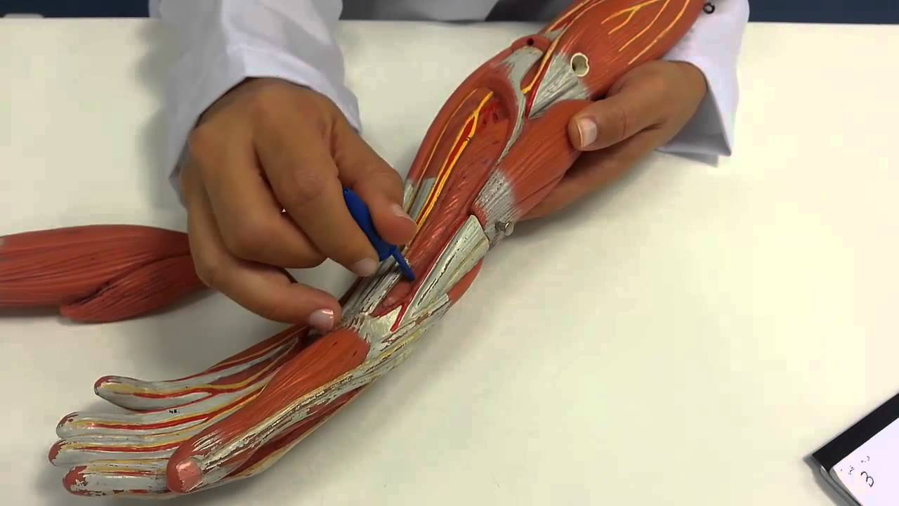 Músculos do Antebraço