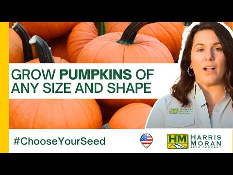 Video: FIELD TRIP F1