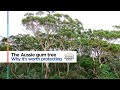 the aussie gum tree why it s worth protecting