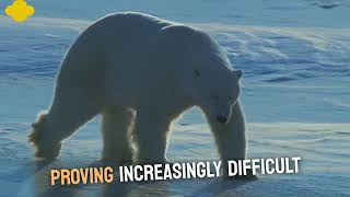 Wild Alaska: Snow Babies and Their Untold Stories #documentary #animals  #viralvideo #funny #facts