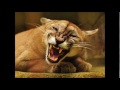 Cougar roar HD Sound Effect Rugido de puma Efecto de sonido HD