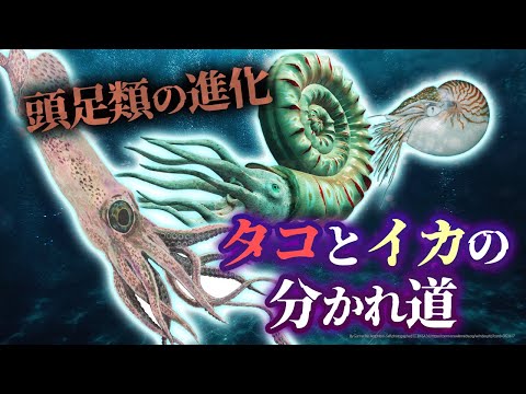 頭足類 - 特徴と例