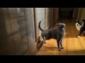 Cute Cat Knocks On Door With Her Feet D