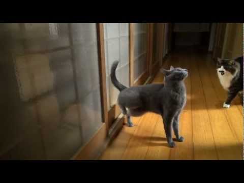 cute Cat knocks on door with her feet :D