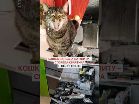 Кошка залезла на плиту – сгорела квартира в Солигорске