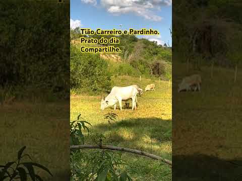 Tião Carreiro e Pardinho.   Prato do dia.
