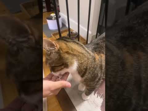 Mubina playing with her cats | Part 1 | MehdinaTV