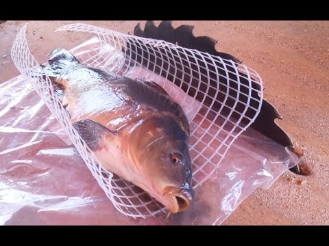 Christmas Carp's Second Life