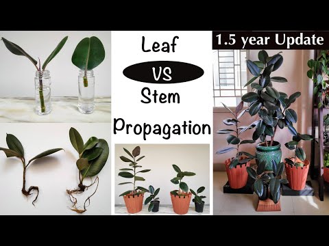 , title : '2 Ways To Grow Free Rubber Plants (Ficus Elastica) - Leaf Cutting + Stem Cutting (water + soil)'