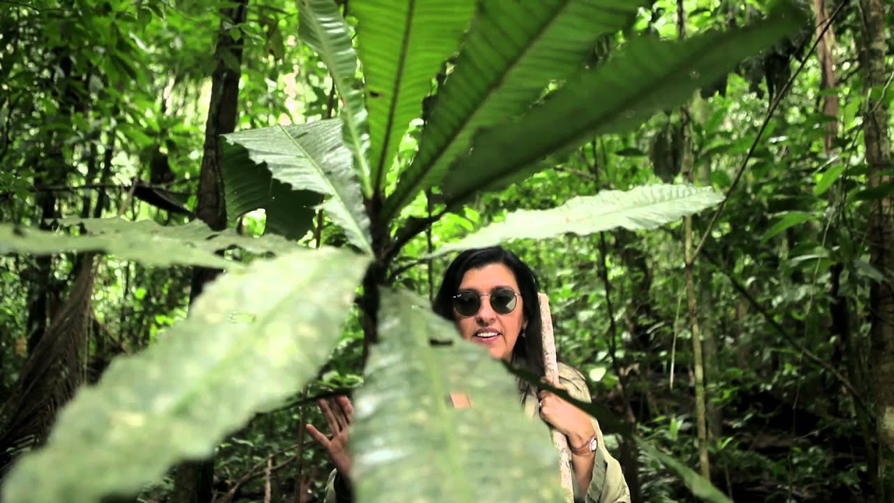 Um Pé de Quê? 2013 - Guapeba