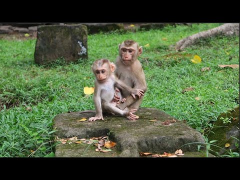 A touching bond of brotherly love — handsome Luno and little Lynx sharing pure affection