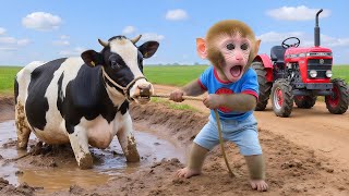 Bebé mono NaNa conduce un tractor y rescata a una vaca atrapada en el lodo.🐵✨
