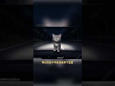为流浪猫停下脚步 有时候敢承认自己看不清才是真的看得清 #马斯克 #流浪猫 #robotataxi #人文
