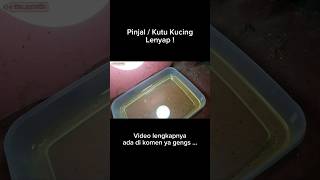 Download lagu Ampuh!!! - Pinjal / Kutu Kucing Langsung Musnah !  #cats #kucing #tips #tutorial #kutu #ampuh mp3