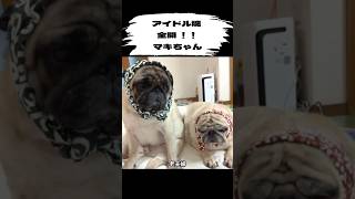 アイドル魂全開‼️マキちゃん【豆腐パスタ切り抜き】#犬のいる暮らし #パグ #いぬのいる生活