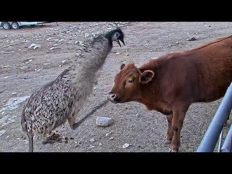 Stompy Takes On Winnie