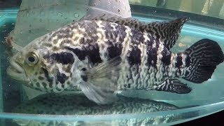 Download Lagu Jaguar u0026 Silver Vieja: some cichlids lose ability to inflate swimming bladder, then die, a trend Thumbnail