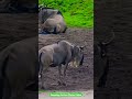 Some Wildebeests In San Diego Safari Park Wildlife Animals Animalpark Animallovers Wildebeest