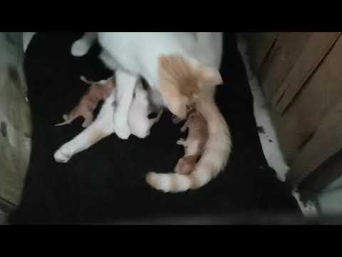 Vilo, Mirrusquita 02