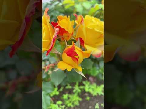 癒しスポット #歯科大学  #歯学部  #shorts