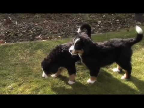 Hondenfokkerij Kuurne - Houssin Huis