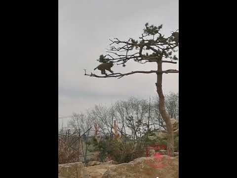 Funny Monkey Dancing in the Tree