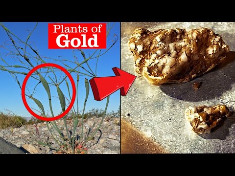 Gold Geology | These Plants Grow by Placer Gold Deposits