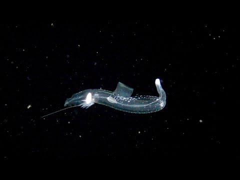 Blackwater Diving-Kona, HI