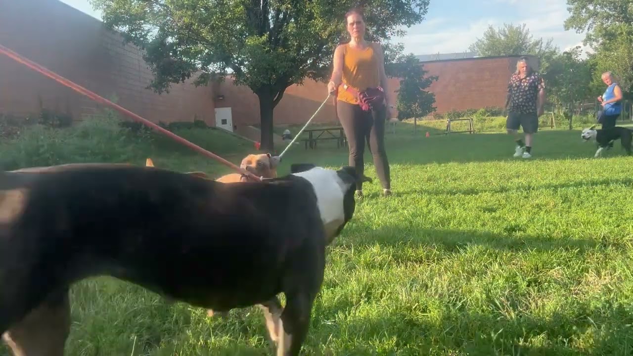 Nobu's Leash Test