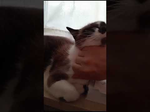 La mia routine quotidiana con Lola