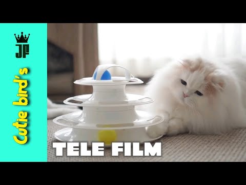 me JF and My Cat 😺||@jahanzaib_farooq7862 || tele film ||#animals #pets #shortsvideo