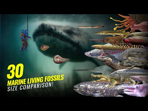 30 Living Fossils from the Ocean - Size Comparison