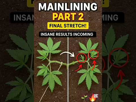Mainlining Part 2: Topping, Training & Taking Control 🌿✂️ #Mainlining #GrowTip