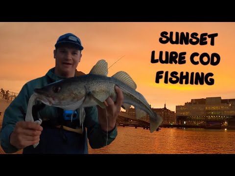 COD FISHING WITH BASS LURES IN COPENHAGEN | USING BASS LURES TO CATCH COD | THE PAYS BASS JJ MINNOW