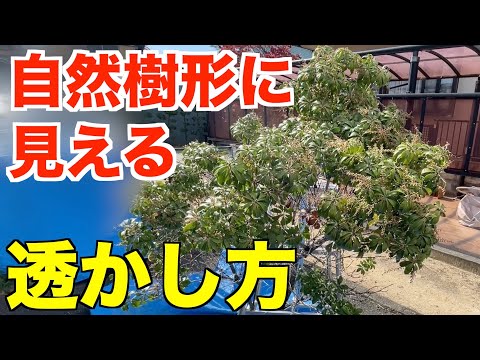 翡翠の木の剪定方法は？簡単なビデオチュートリアル + トップメンテナンスのヒント  庭園